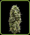 Snack Pack - DNA Genetics Seeds