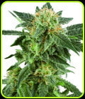 Snow Ryder - White Label Seeds