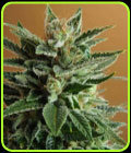 Snow White - Nirvana Seeds