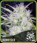 Snowryder - Short Stuff Seeds