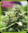 Sol Mate Autoflower - Humboldt Seed Company