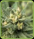 Solace - 710 Genetics