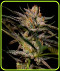 Solero - Original Dampkring Genetics