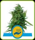 Solomatic CBD - Royal Queen Seeds