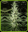 Somali Taxi Ride - Rare Dankness Seeds