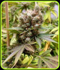 Somalicious - Soma Seeds