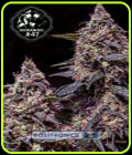Somango 47 - Positronic Seeds