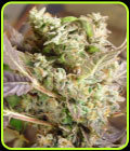 Somango - Soma Seeds