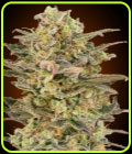 Somango Glue - Advanced Seeds