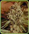 Somango Widow - Advanced Seeds