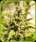SALE - Somango XXL - Nirvana Seeds - Nirvana Seeds