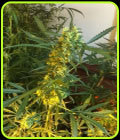 Somango x SCBDX - Super CBDx Seeds