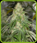 Some Sweet - Medical Seeds