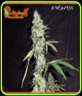 Sonic Bloom - Dr Krippling Seeds