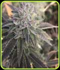 Sorbet - The Plug Seedbank