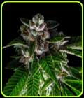 Sorbet Collection - Bakers Delight - DNA Genetics Seeds