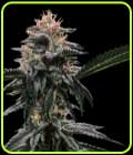 Sorbet Collection - Banana Sorbet - DNA Genetics Seeds