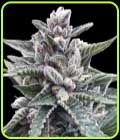 Sorbet Collection - Kosher Sorbet - DNA Genetics Seeds