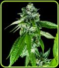 Sorbet Collection - Sorbet Dreams - DNA Genetics Seeds