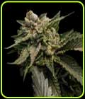 Sorbet Collection - Strawberry Sorbet - DNA Genetics Seeds