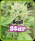 Soul Star - Dr Underground