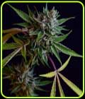 Sour Affie - Green Bodhi Seeds