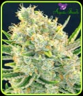 Sour Apple - Anesia Seeds