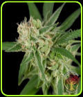 Sour Banana Sherbet - Crockett Family Farms