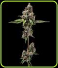 Sour Best Afghani - Green Bodhi Seeds