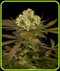 Sour Blueberry - Humboldt Seed Organisation