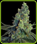 Sour Chelumbian - Norstar Genetics