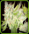Sour Cherry Kush - Sin City Seeds