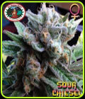 Sour Chiesel - Big Buddha Seeds