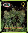 Sour Chiesel Auto - Big Buddha Seeds