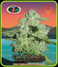 California Orange Cheese - Big Buddha Seeds