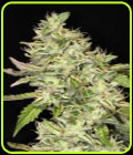 Sour Cookies - Mamiko Seeds