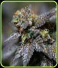Sour Crisp Cookies - The Plug Seedbank