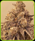 Sour Cuntz - Conscious Genetics