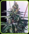 Sour Cup Cookies - Dank Genetics