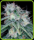 Sour Diesel - DNA Genetics Seeds