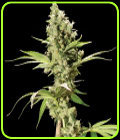 Sour Diesel - The Bulldog Seeds