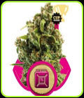 Sour Diesel - Royal Queen Seeds