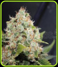 Sour Diesel BCN - Medical Seeds