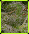 Sour Diesel - Big Head Seeds