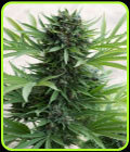 Sour Diesel Auto - Humboldt Seed Organisation