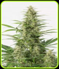 Sour Diesel Auto - Dinafem Seeds