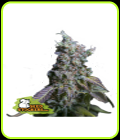 Sour Diesel Auto - Seed Stockers