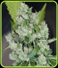 Sour Diesel BX 2 - Karma Genetics