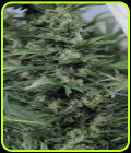 Sour Diesel #2 - Humboldt Seed Organisation