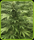 Sour Diesel x SCBDX - Super CBDx Seeds